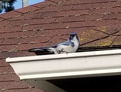 Aphelocoma californica