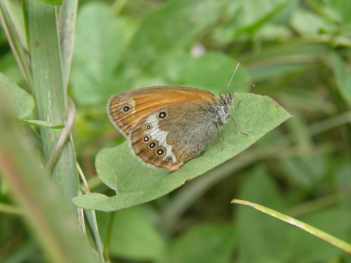 Krūminis Satyriukas