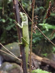 Pseudocalotes tympanistriga