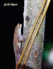 Anolis uniformis