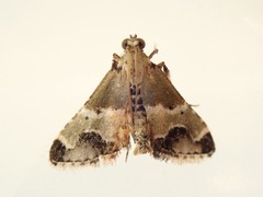 Arescoptera idiotypa