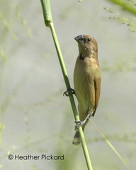 Lonchura punctulata