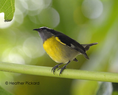 Coereba flaveola bananivora