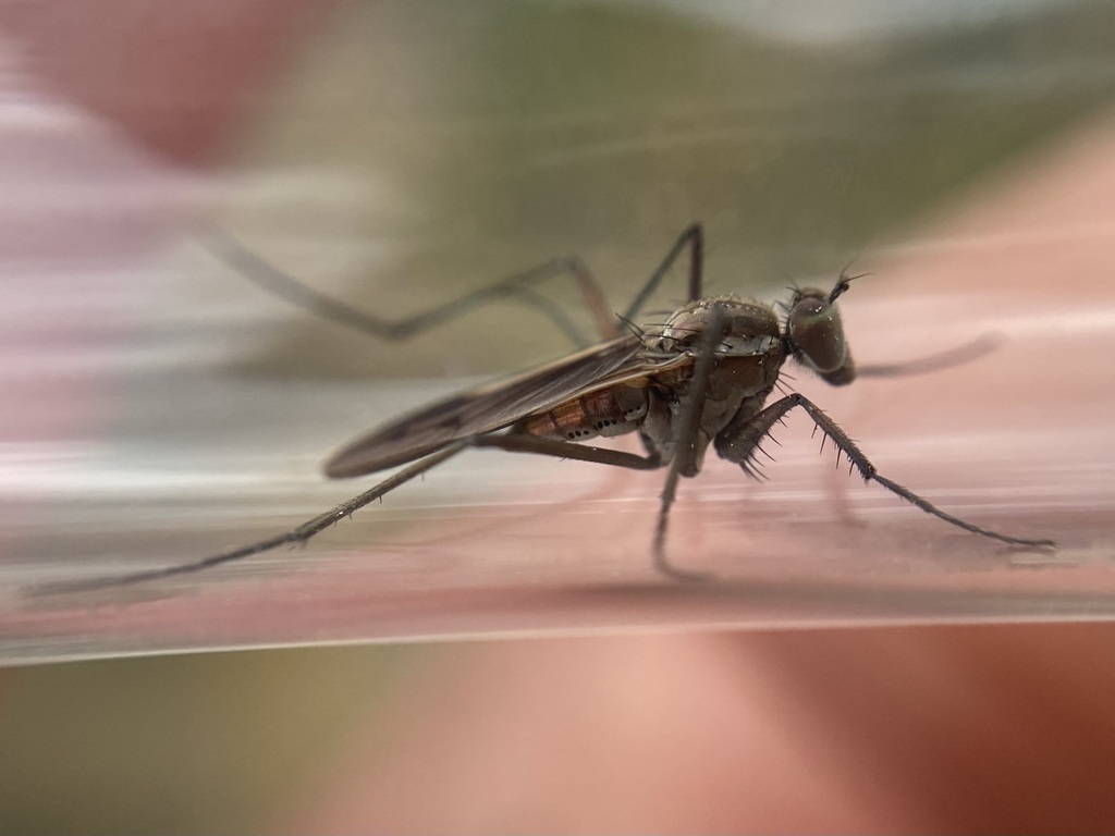 Hydrophorus bipunctatus