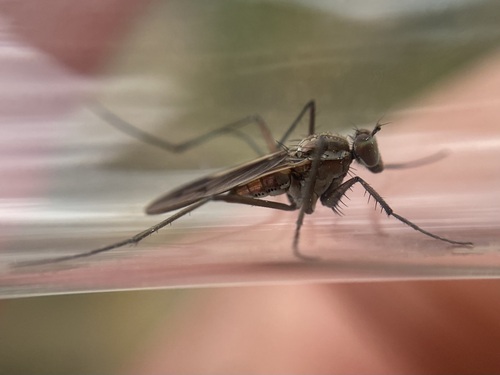 Hydrophorus bipunctatus