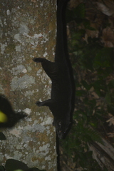 Paradoxurus musangus