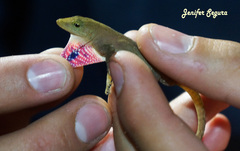 Anolis uniformis