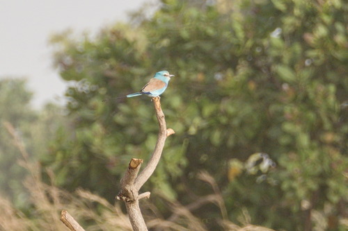 Abyssinian Roller (Coracias abyssinicus)