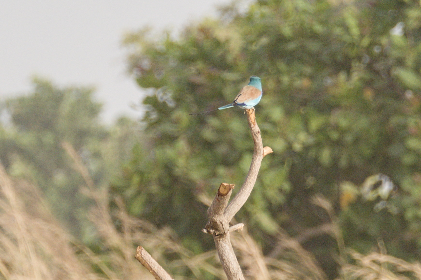 Abyssinian Roller (Coracias abyssinicus), photo 2