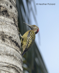 Melanerpes striatus