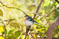 Fringilla coelebs palmae