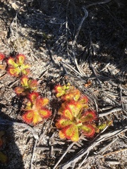 Drosera esterhuyseniae