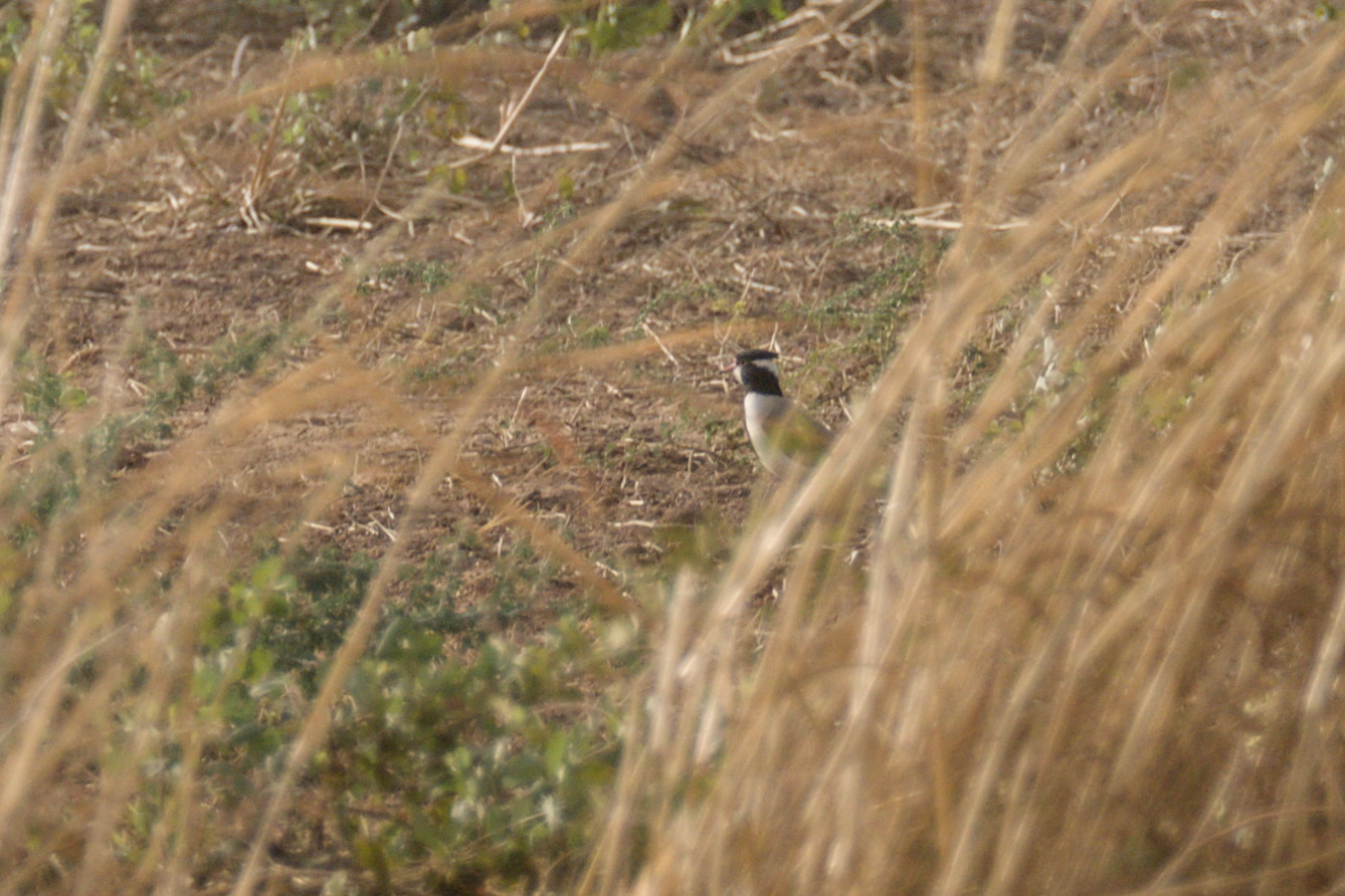 Black-headed Lapwing (Vanellus tectus), photo 2