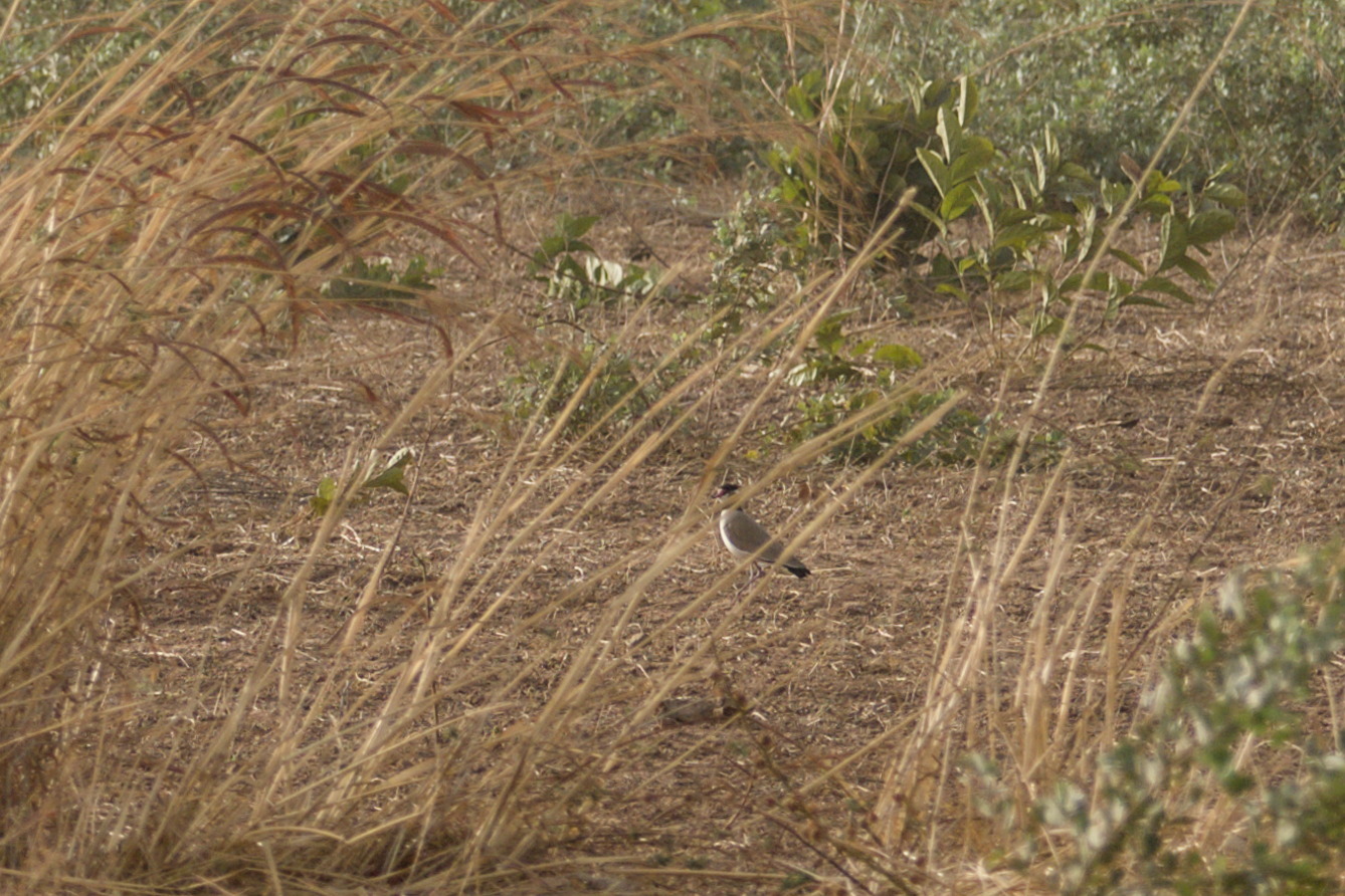 Black-headed Lapwing (Vanellus tectus), photo 3