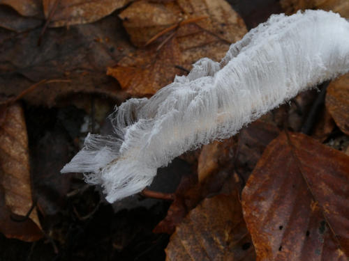 Rosagetönte Wachskruste