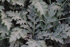 Platycarpha glomerata