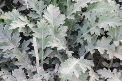 Platycarpha glomerata