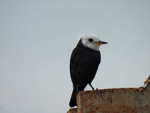 White-headed Marsh Tyrant