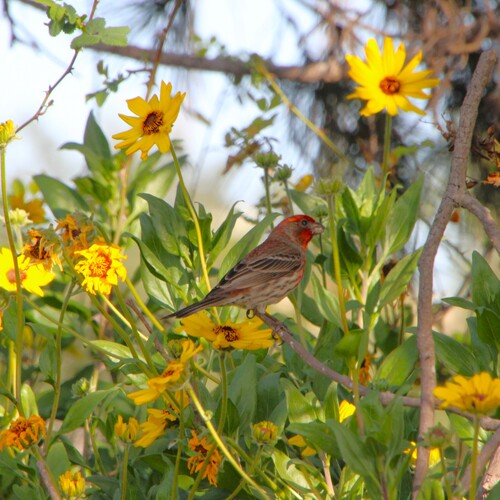 iNaturalist observation photo of House Finch