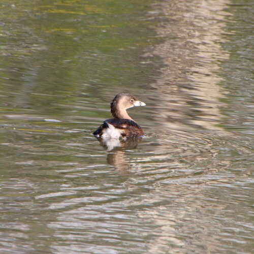 iNaturalist observation photo of Pied-billed Grebe