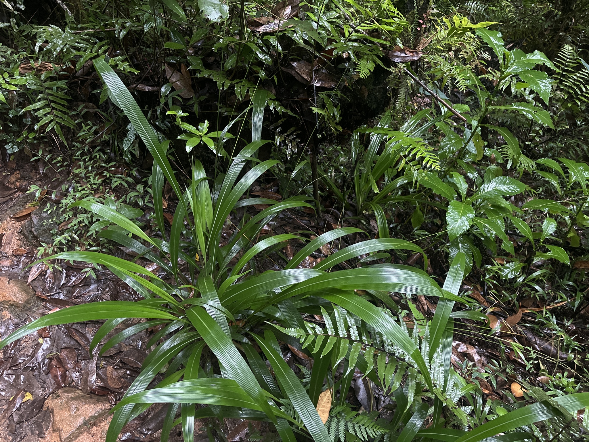 Imagem de Setaria megaphylla