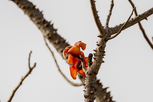 Bombax costatum, photograph 5