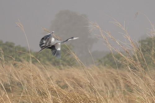 Black-headed Heron (Ardea melanocephala), photo 6