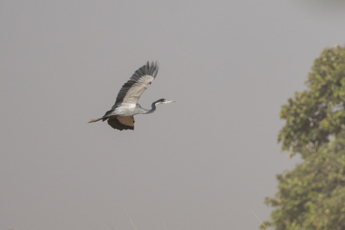 Black-headed Heron (Ardea melanocephala), photo 7