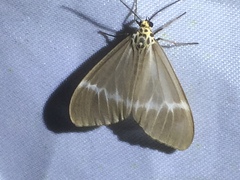 Nyctemera hyalina