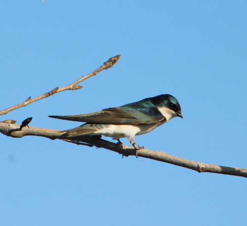 iNaturalist observation photo of Tree Swallow