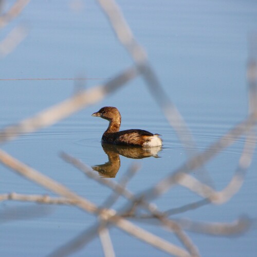 iNaturalist observation photo of Pied-billed Grebe