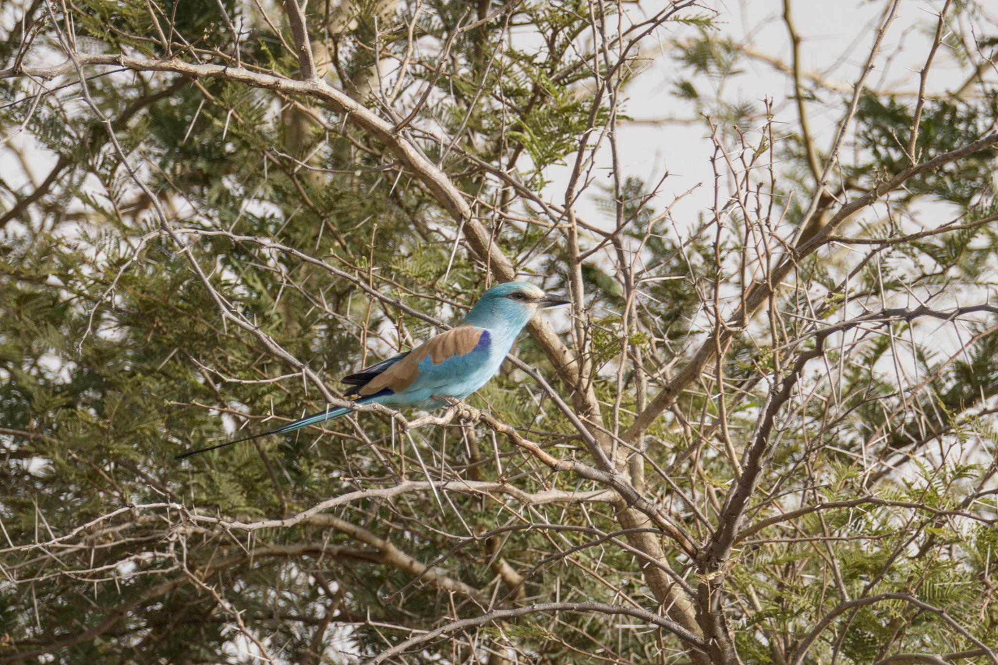 Abyssinian Roller (Coracias abyssinicus), photo 9
