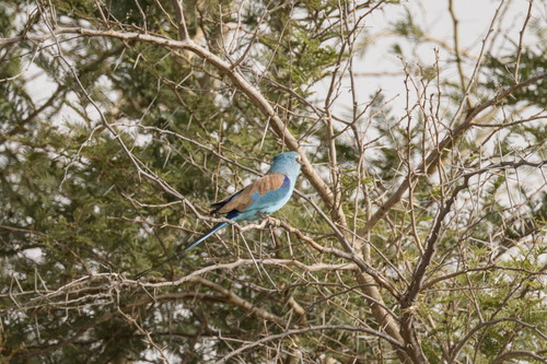 Abyssinian Roller (Coracias abyssinicus), photo 8