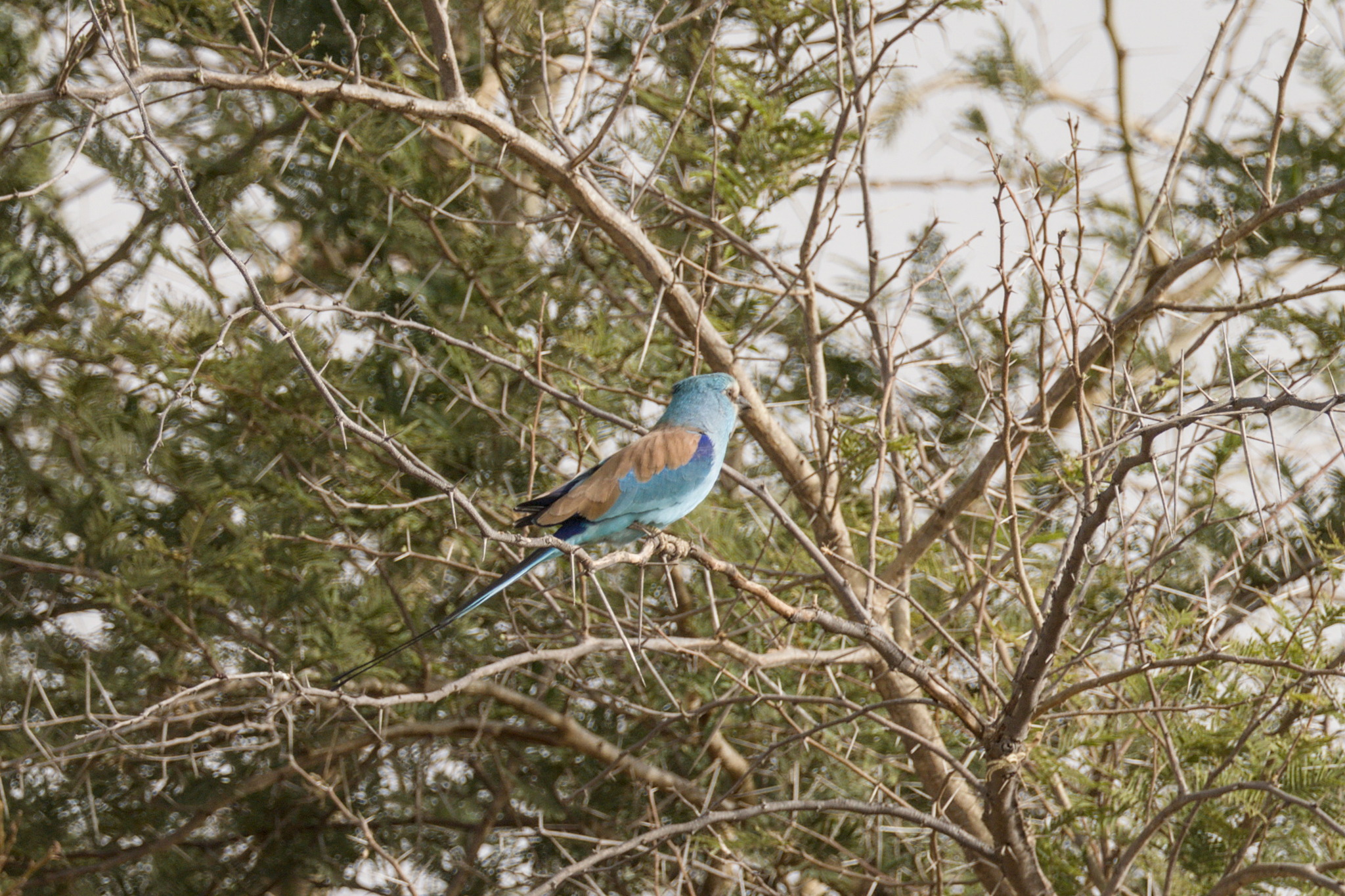 Abyssinian Roller (Coracias abyssinicus), photo 10