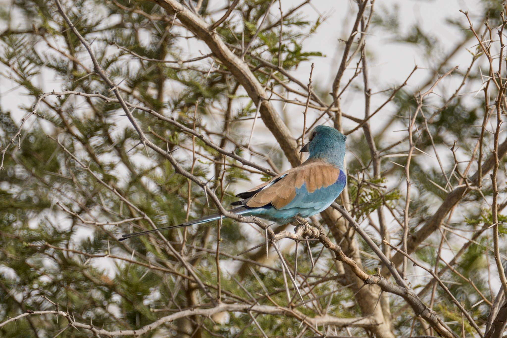 Abyssinian Roller (Coracias abyssinicus), photo 8