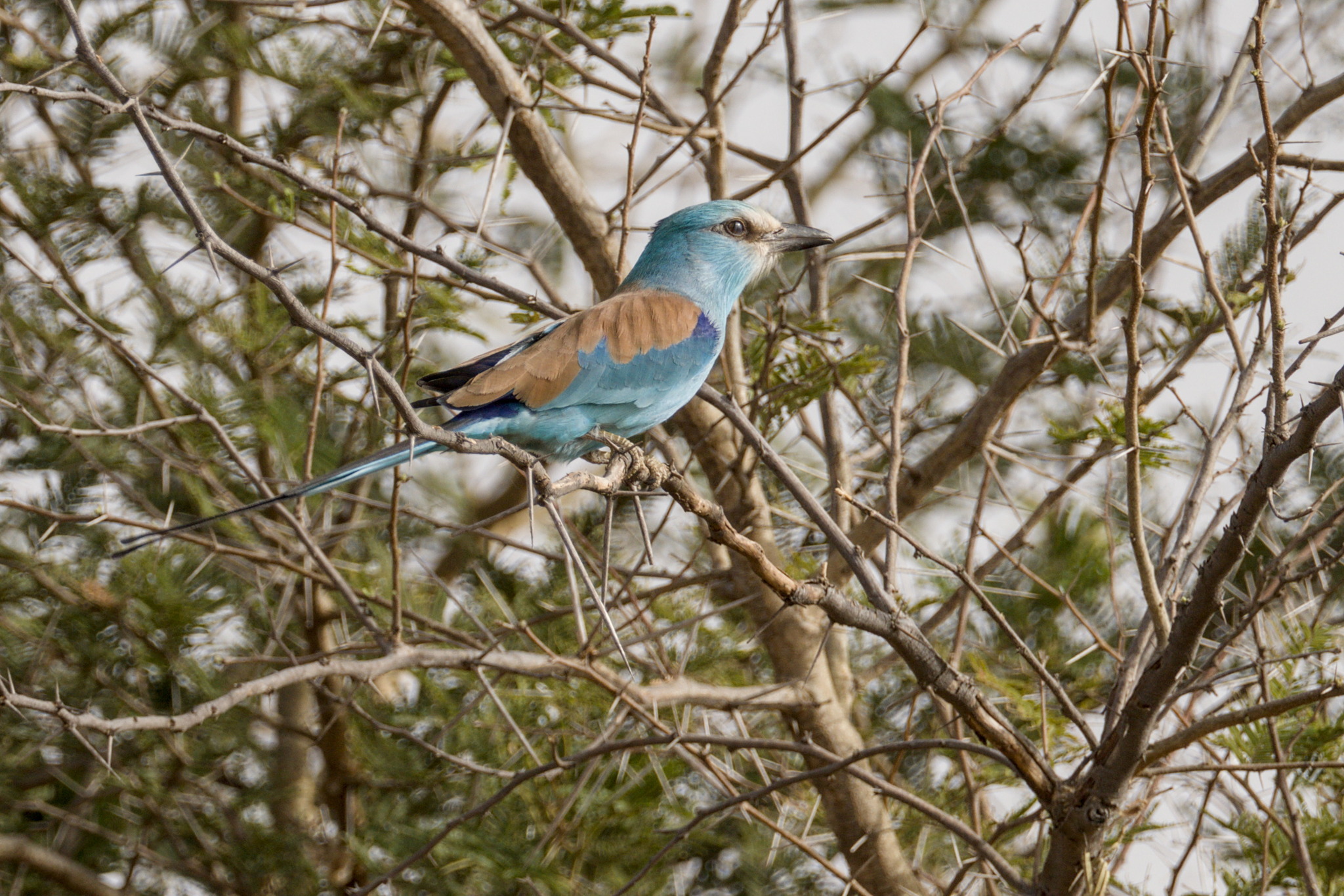 Abyssinian Roller (Coracias abyssinicus), photo 7