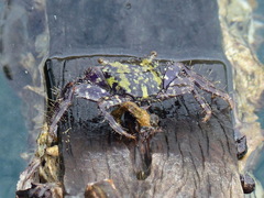 Metopograpsus
