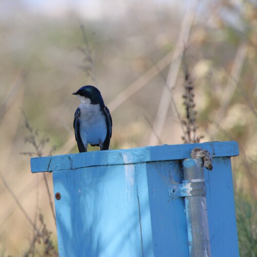 iNaturalist observation photo of Tree Swallow