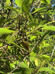 Planchonella obovata