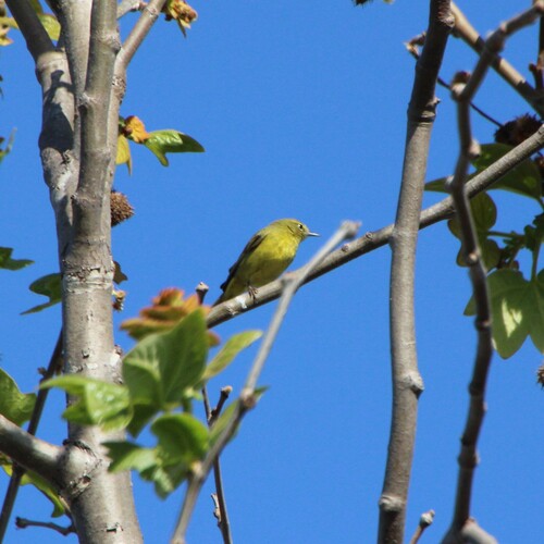 iNaturalist observation photo of Orange-crowned Warbler