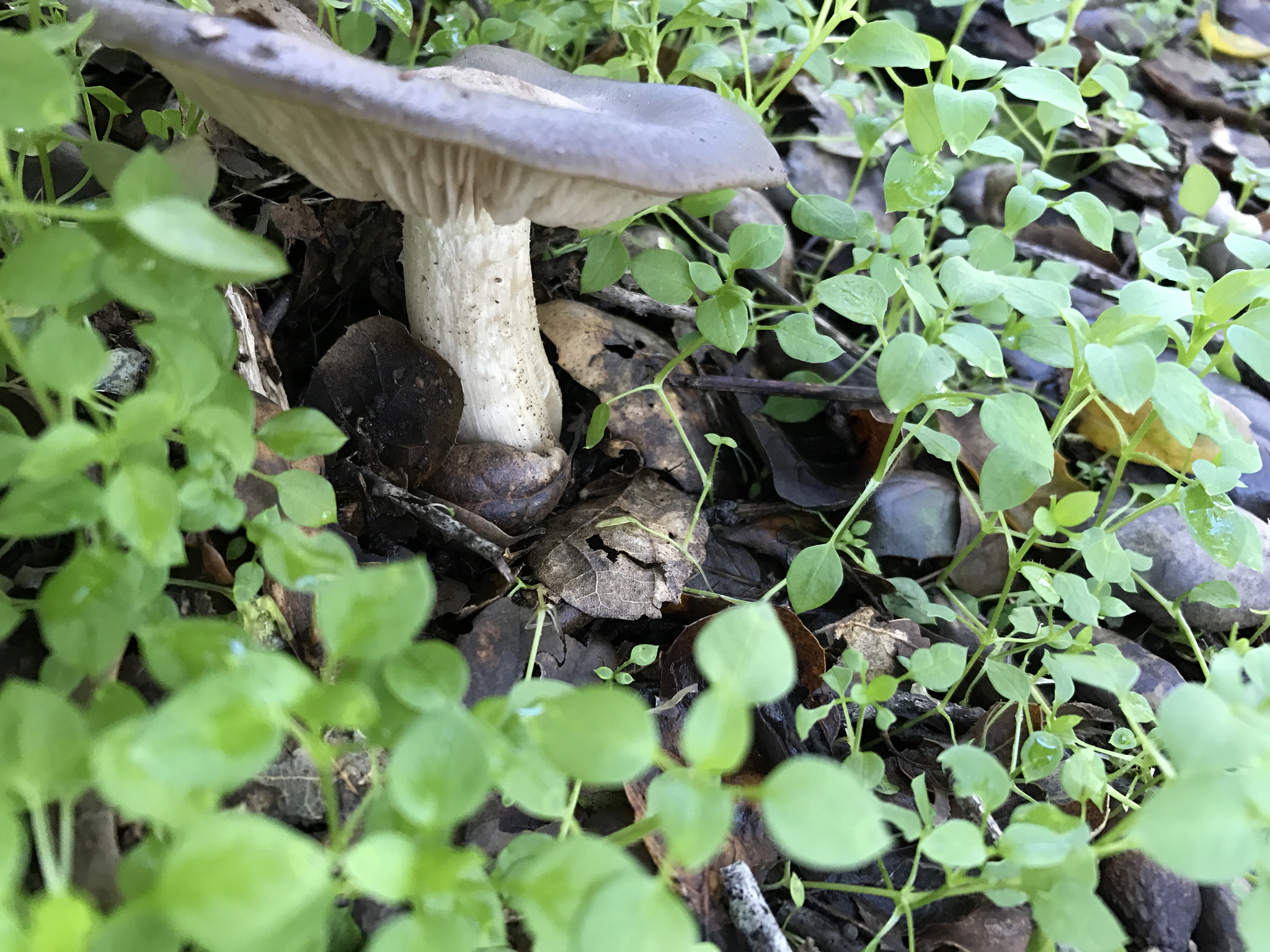 Entoloma ferruginans image