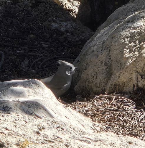 Juniper Titmouse (Baeolophus ridgwayi)