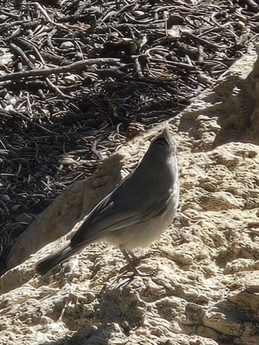 Juniper Titmouse (Baeolophus ridgwayi), photo 2