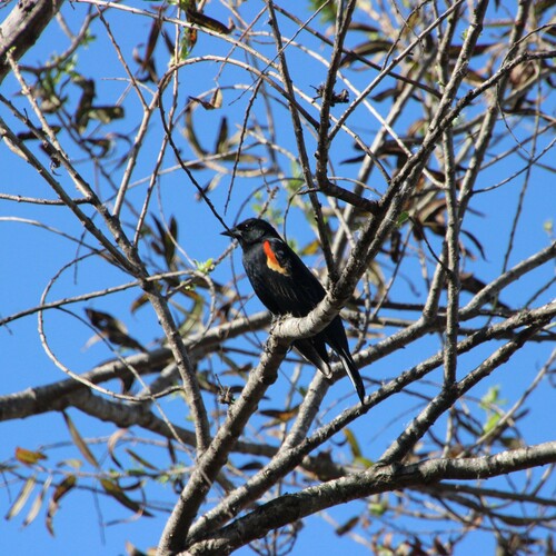iNaturalist observation photo of Red-winged Blackbird
