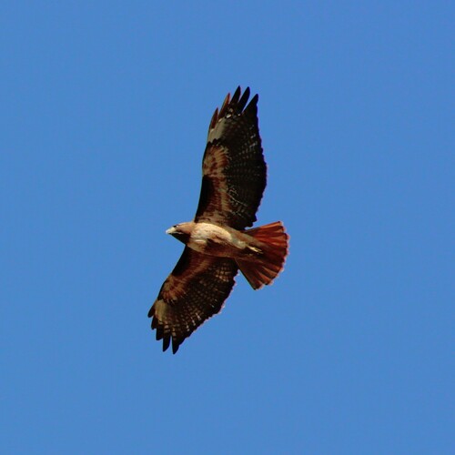 iNaturalist observation photo of Red-tailed Hawk