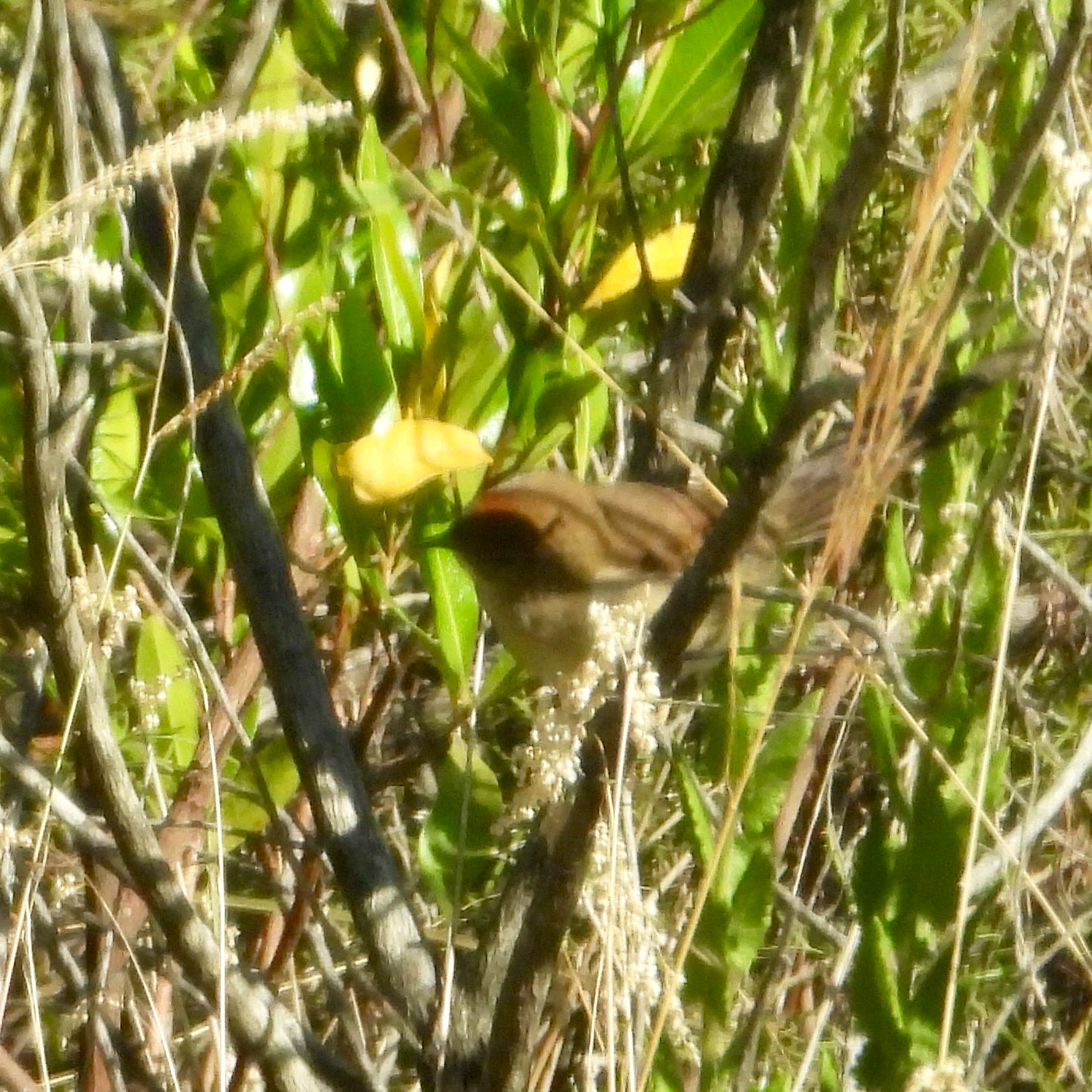 Spix's Spinetail (Synallaxis spixi), photo 3