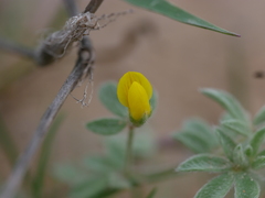 Lotus halophilus
