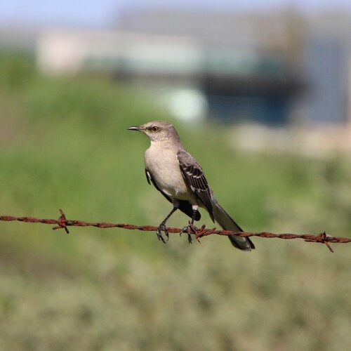 iNaturalist observation photo of Northern Mockingbird