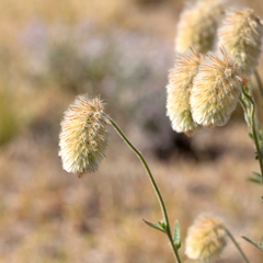 Ptilotus clementii