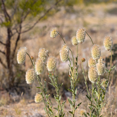 Ptilotus clementii